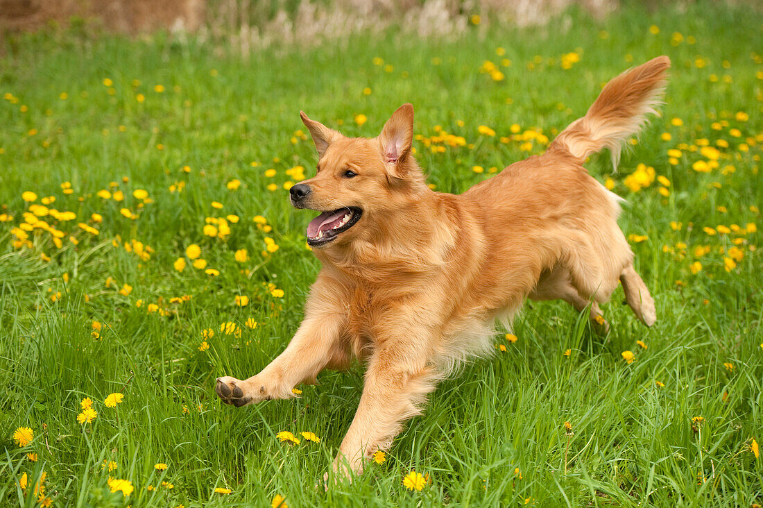 Golden Retriever (Canis familiaris) running