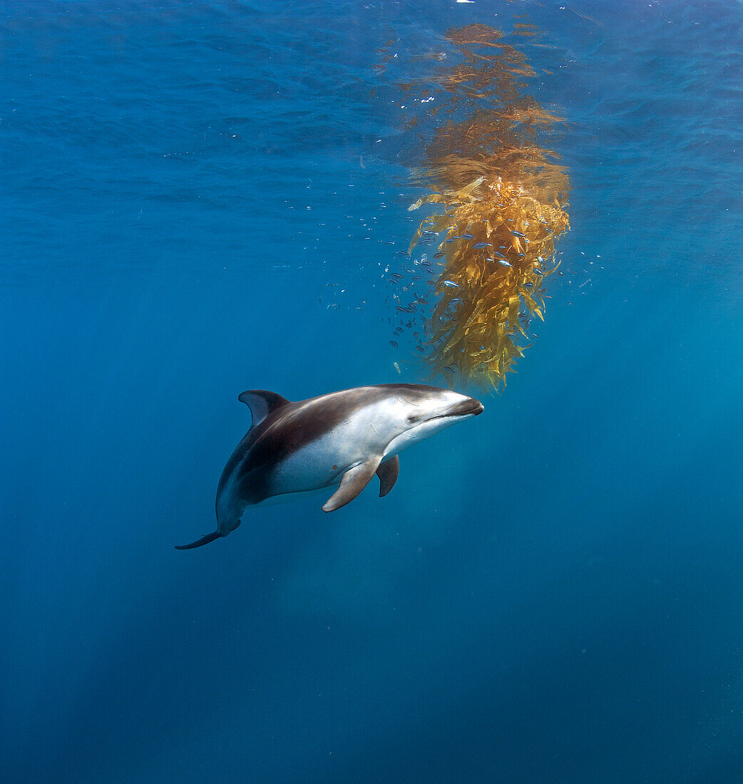 Pacific White-sided Dolphin (Lagenorhynchus obliquidens) investigating floating Giant Kelp (Macrocystis pyrifera) with school of juvenile fish, open ocean off San Diego, California