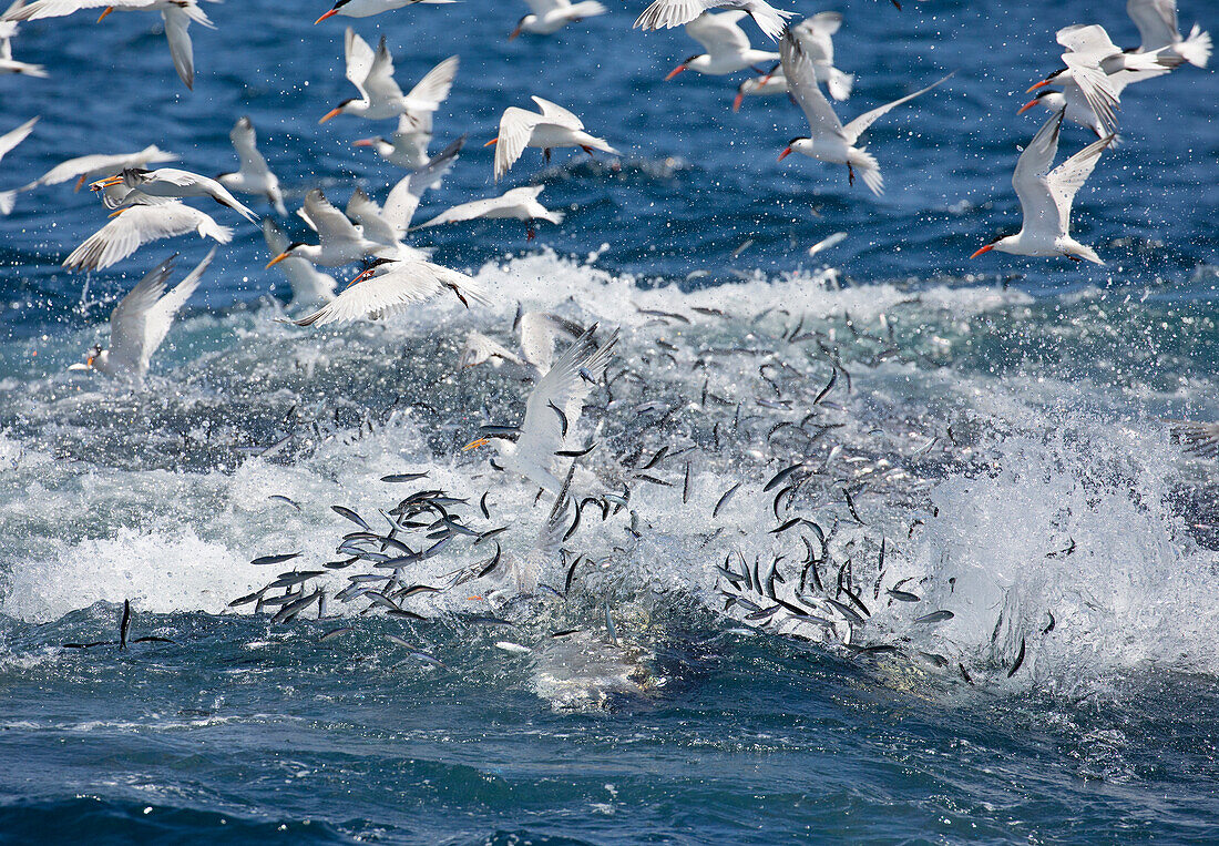 Pacific Bluefin Tuna (Thunnus orientalis) school and Elegant Tern (Thalasseus elegans) flock feeding on Northern Anchovy (Engraulis mordax), Baja California, Mexico