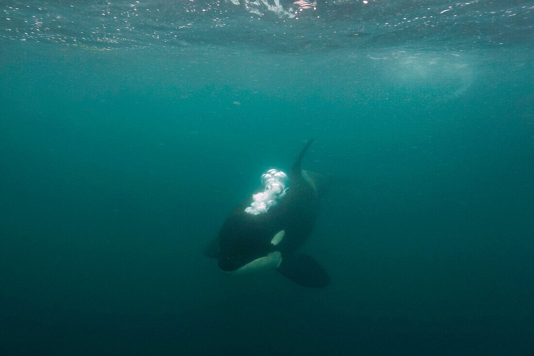 Orca (Orcinus orca) blowing bubbles, Hokkaido, Japan