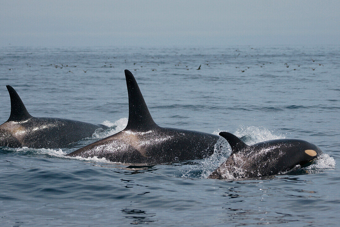 Orca (Orcinus orca) pod surfacing, Hokkaido, Japan