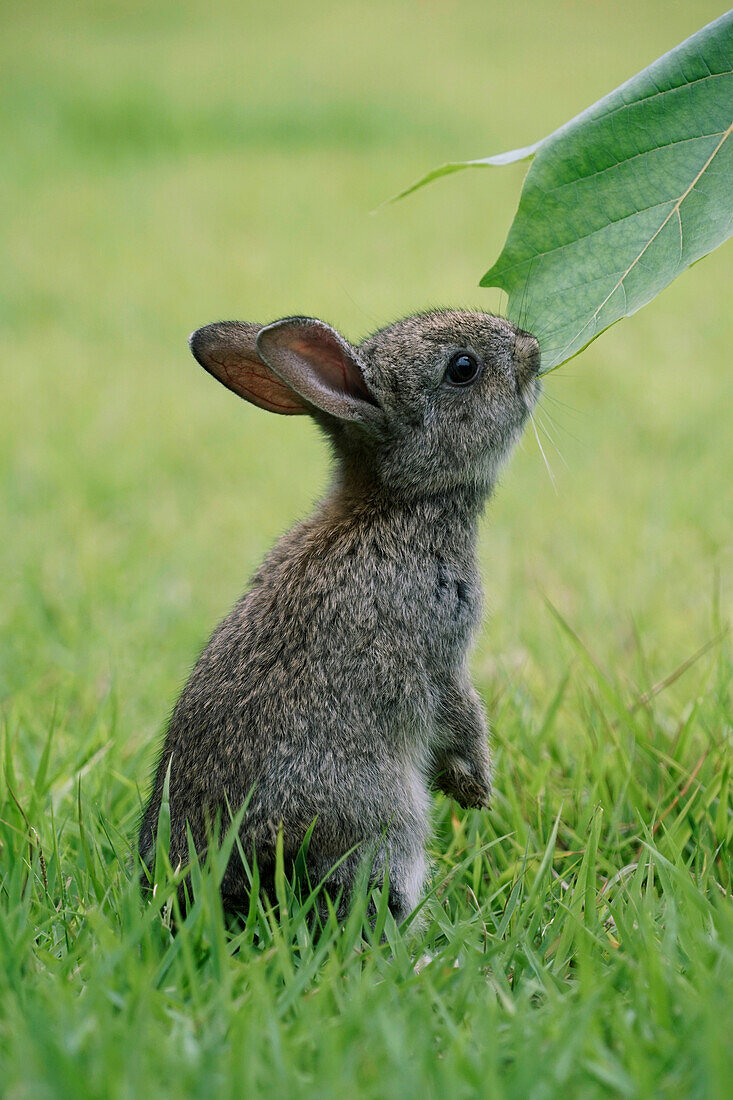 Japanese Hare (Lepus brachyurus) young nibbling leaf, Okunoshima Rabbit Island, Japan