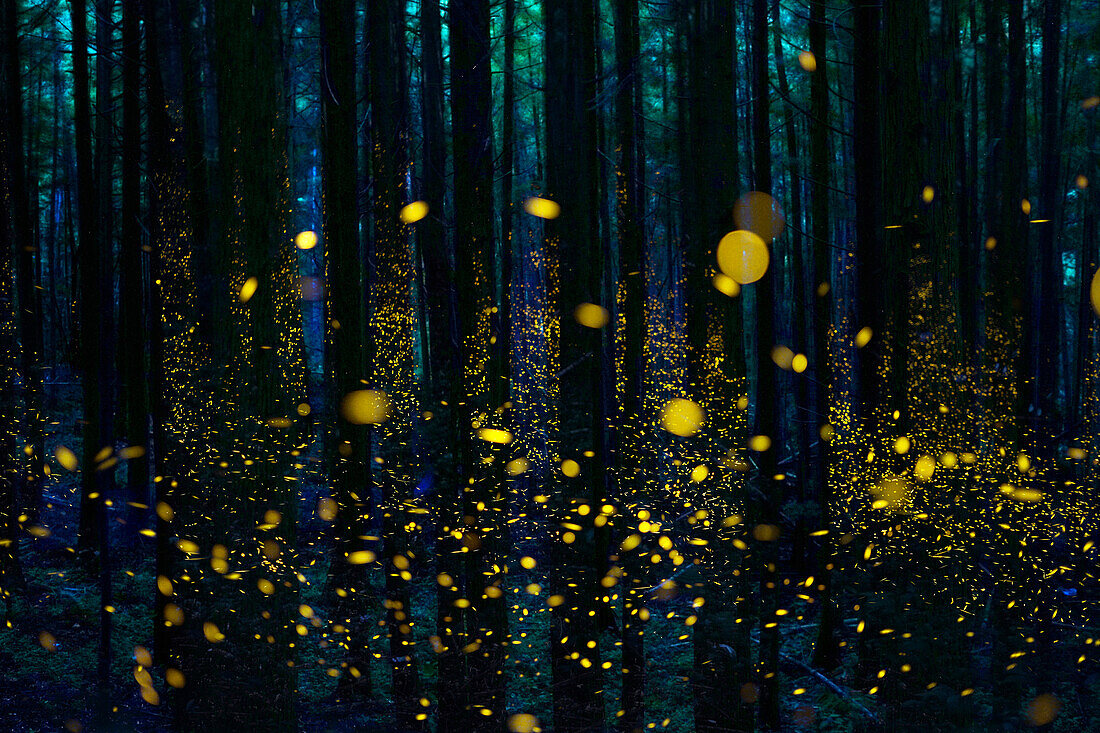 Japanese Firefly (Luciola cruciata) group lighting up at night in forest, Shikoku, Japan