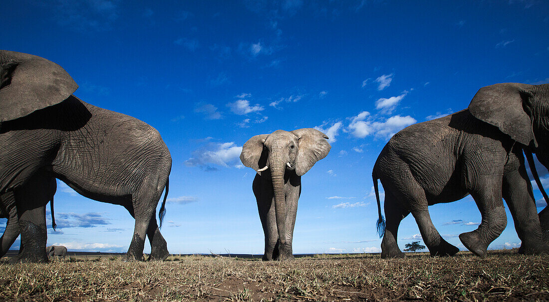 African Elephant (Loxodonta africana) trio, Masai Mara, Kenya