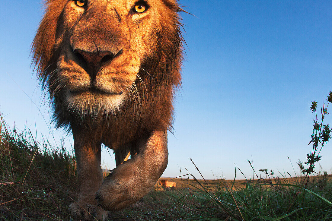 African Lion (Panthera leo) male, Masai Mara, Kenya