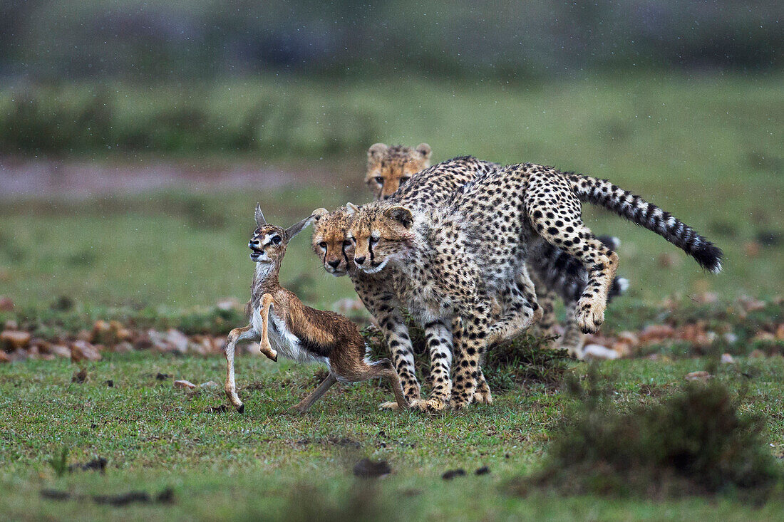 Cheetah (Acinonyx jubatus) cubs learning to hunt Thomson's Gazelle (Eudorcas thomsonii) that their mother caught, Masai Mara, Kenya