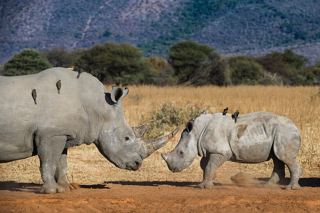 White Rhinoceros (Ceratotherium simum) mother and calf with Red-billed Oxpeckers (Buphagus erythrorhynchus), South Africa