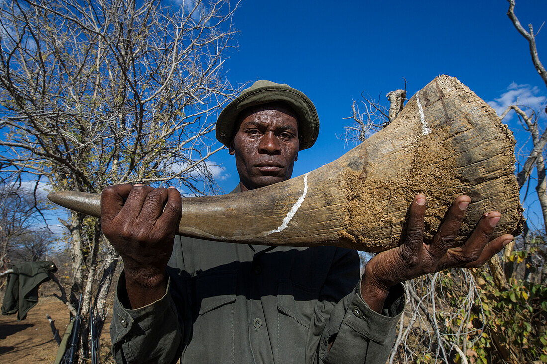 White Rhinoceros (Ceratotherium simum) horn carried by ranger after poachers abandoned it, South Africa