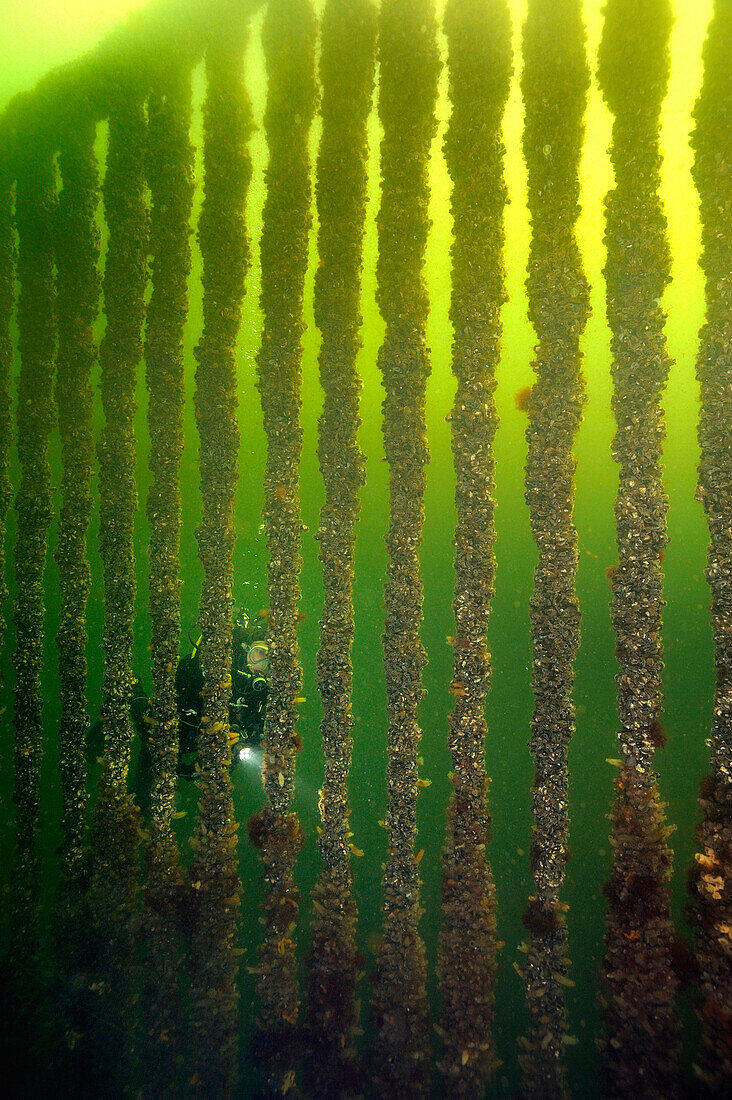 Diver near mussel cultures, in aquafarm, Netherlands