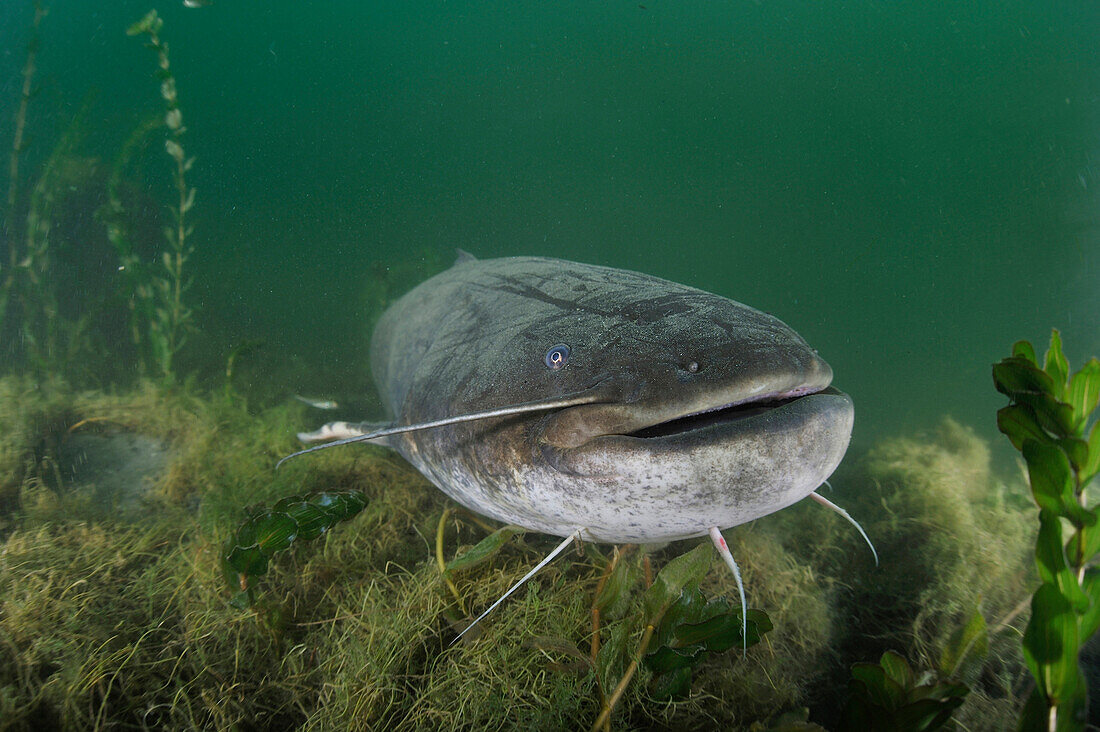 Wels (Silurus glanis) male guarding nest, Netherlands