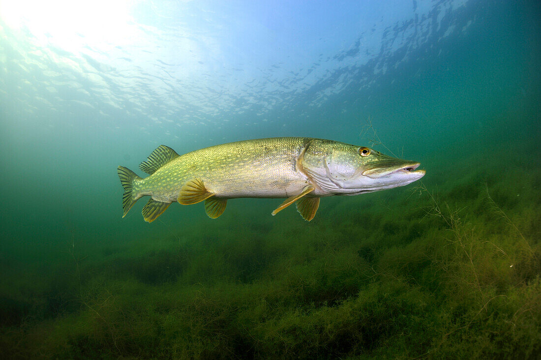 Northern Pike (Esox lucius), Netherlands