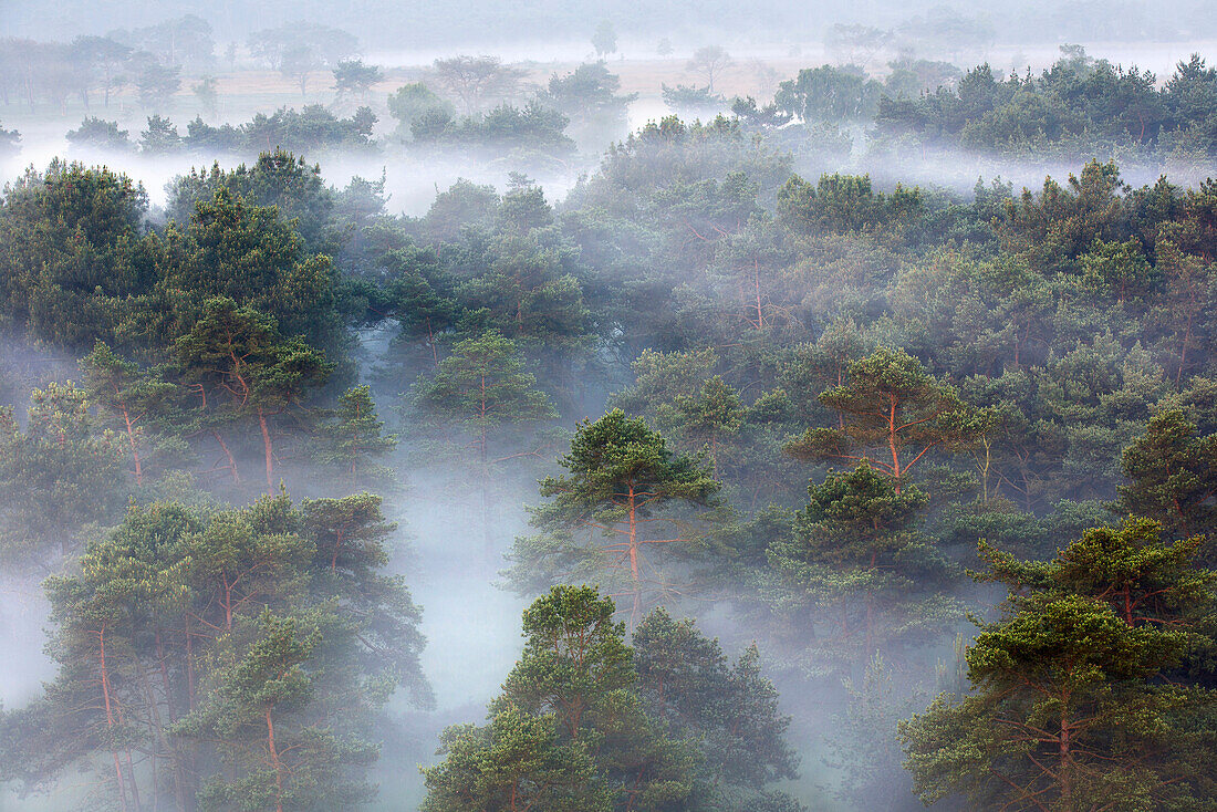 Heathland in fog,  Kalmthoutse Heide, Belgium