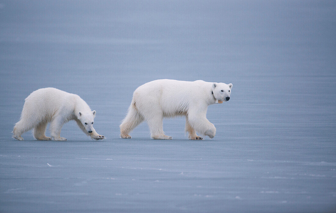 Polar Bear (Ursus maritimus) mother and cub on ice, Spitsbergen, Norway