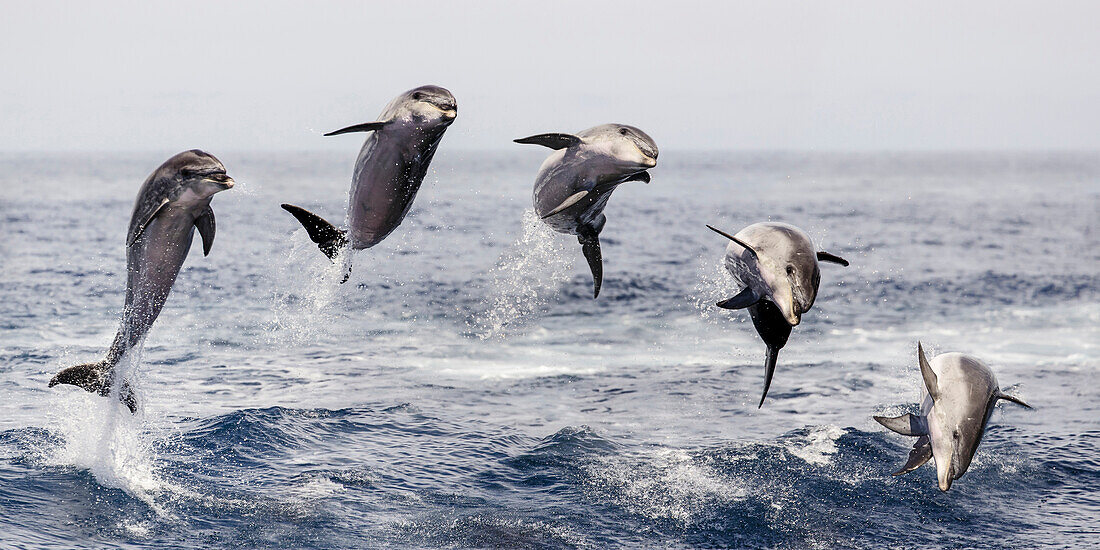 Bottlenose Dolphin (Tursiops truncatus) leaping, composite image, Tenerife, Spain