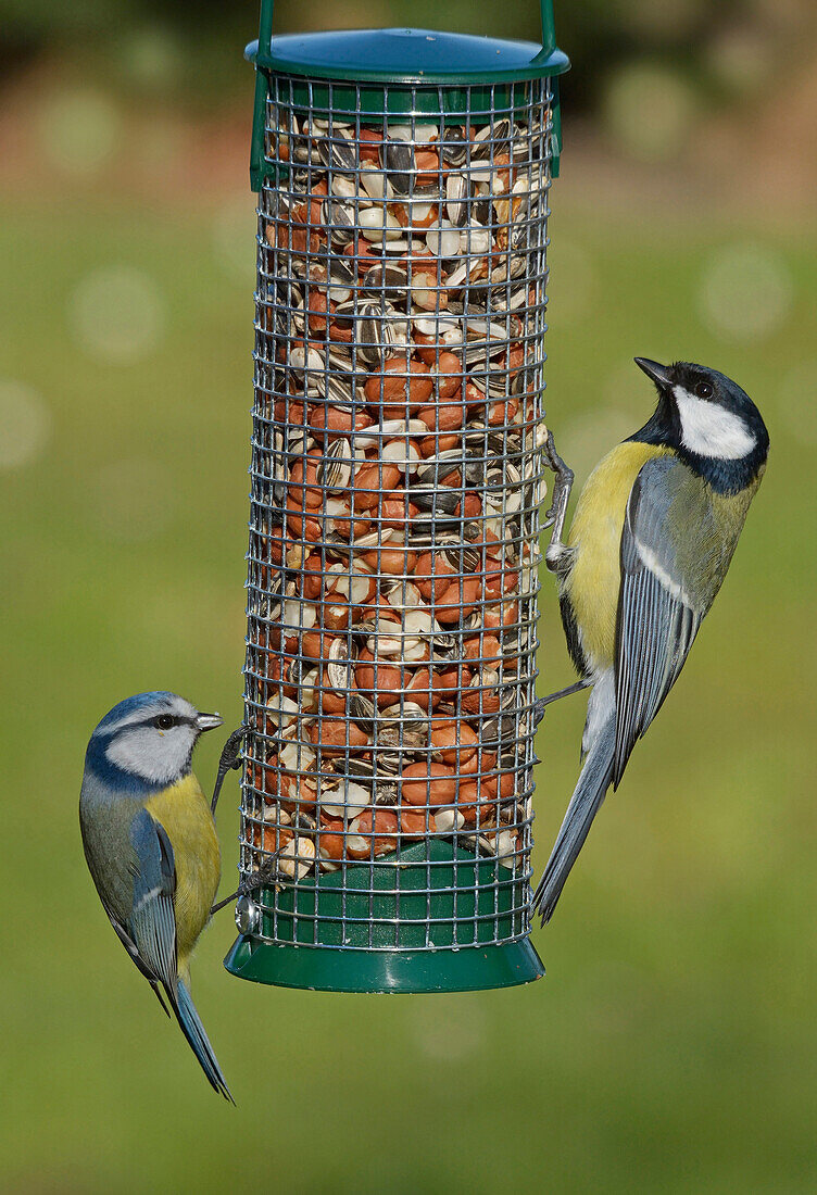 Blue Tit (Cyanistes caeruleus) and Great Tit (Parus major) at bird feeder, Netherlands