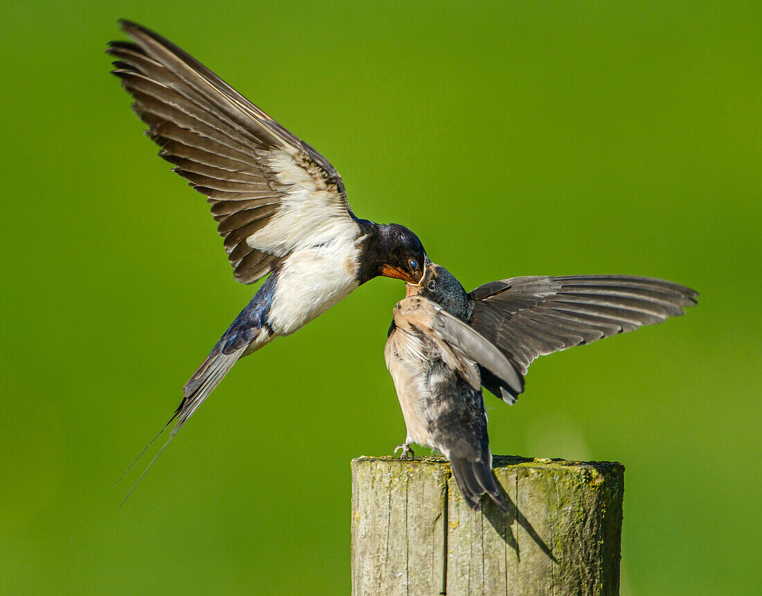 Barn Swallow (Hirundo rustica) parent feeding fledgling, Netherlands