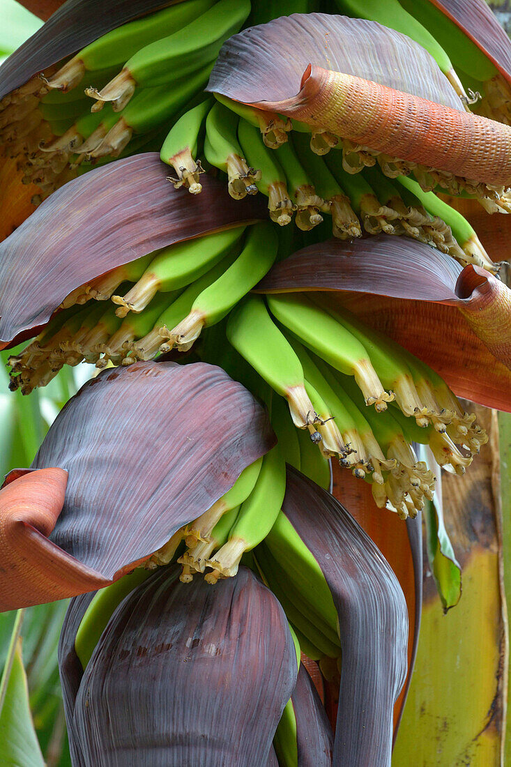 Dwarf Banana (Musa acuminata) new fruit, Canary Islands, Spain