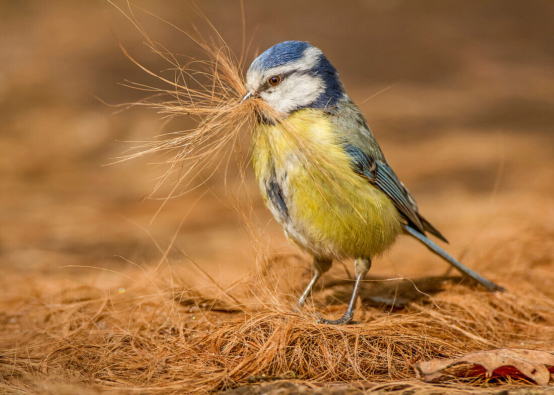 Blue Tit (Cyanistes caeruleus) collecting Domestic Dog (Canis familiaris) hair for nest, Netherlands
