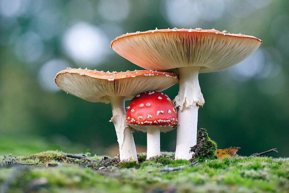 Fly Agaric (Amanita muscaria) mushrooms, Netherlands