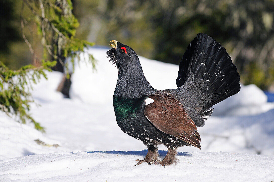Western Capercaillie (Tetrao urogallus) male displaying, Finland