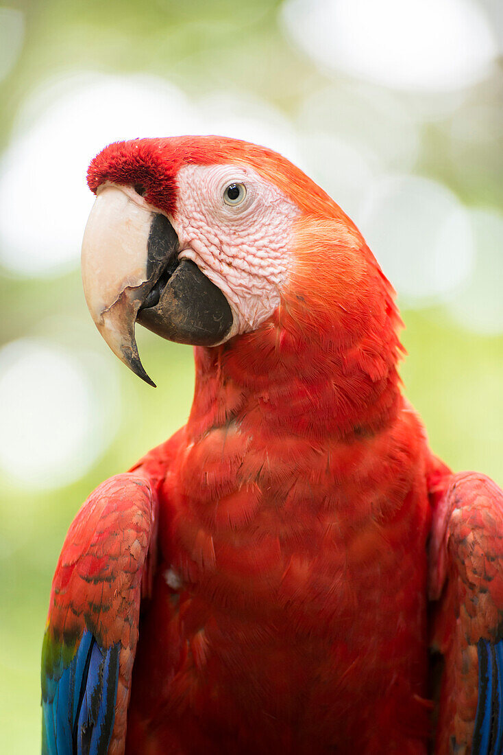 Scarlet Macaw (Ara macao), Costa Rica