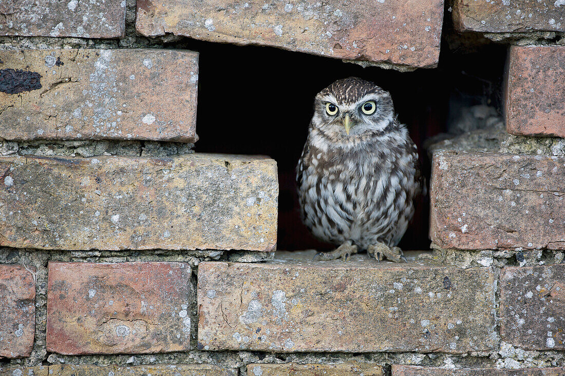 Little Owl (Athene noctua) in wall, Wales, United Kingdom