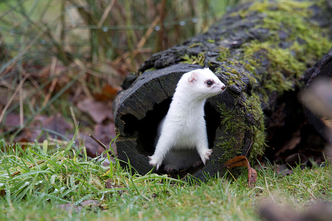 Short-tailed Weasel (Mustela erminea) in winter coat emerging from tree stump, Germany
