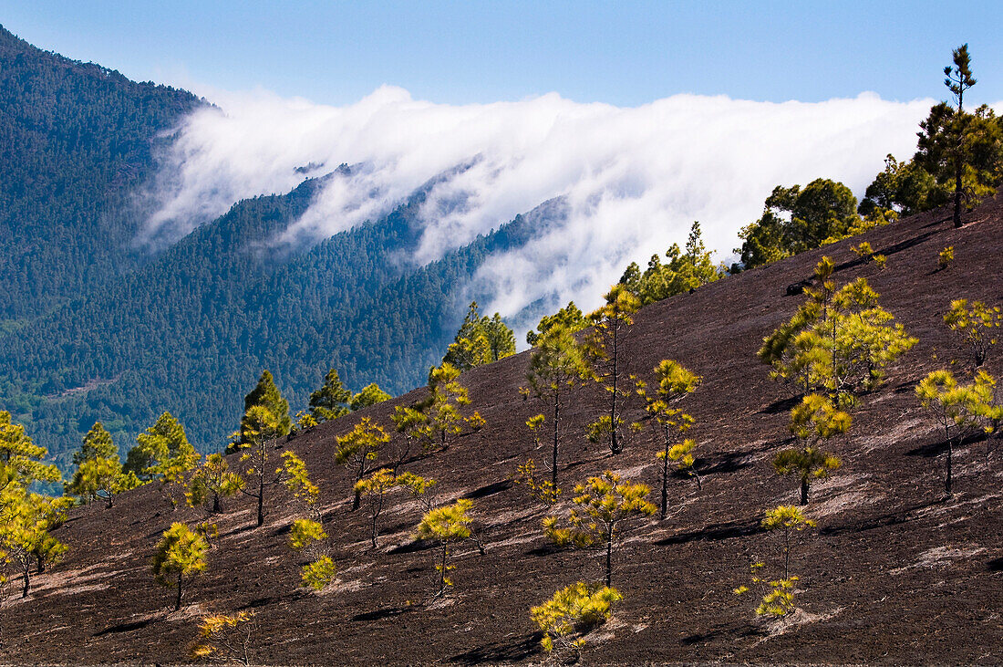 Canary Island Pine (Pinus canariensis) trees on volcanic hillside, La Palma Island, Spain