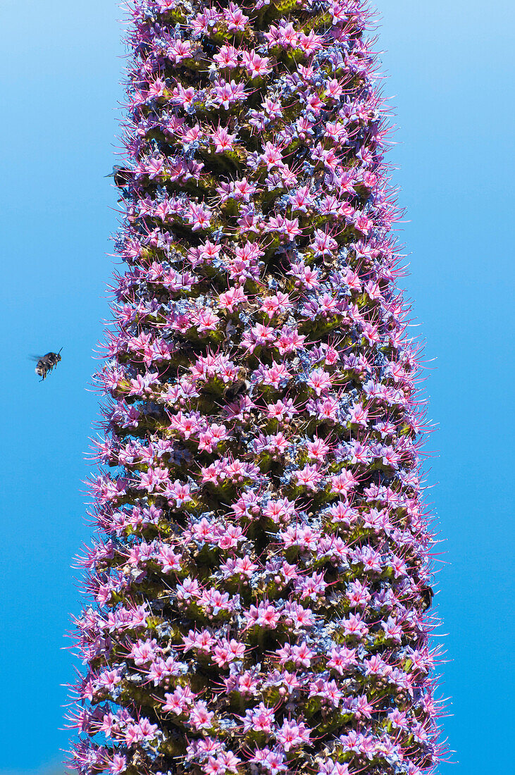 Honey Bee (Apis mellifera) approaching Tower of Jewels (Echium wildpretii), La Palma Island, Spain