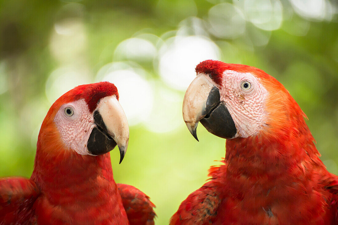 Scarlet Macaw (Ara macao) pair, Costa Rica
