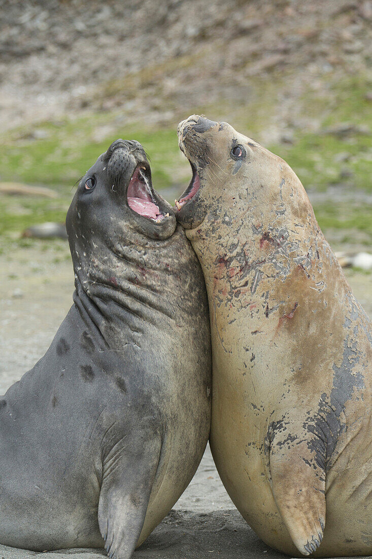 Southern Elephant Seal (Mirounga leonina) sub-adult males fighting, South Georgia Island