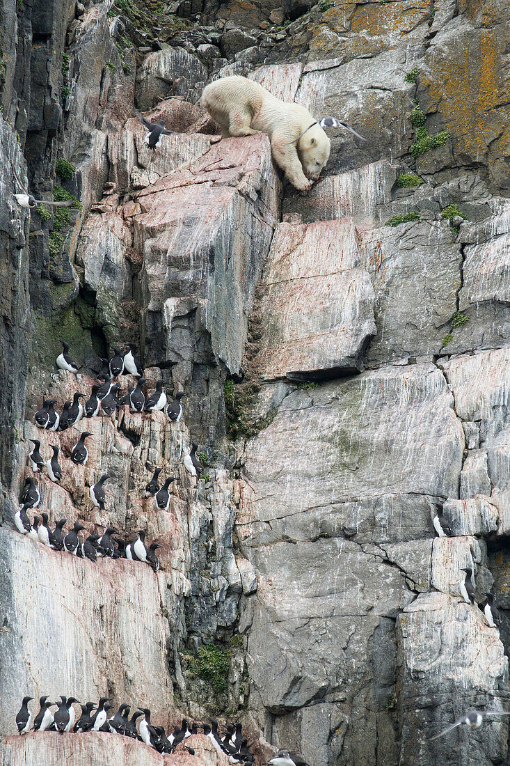 Polar Bear (Ursus maritimus) sourcing alternative food source of  Brunnich's Guillemot (Uria lomvia) chicks on cliff, Spitsbergen,Norway