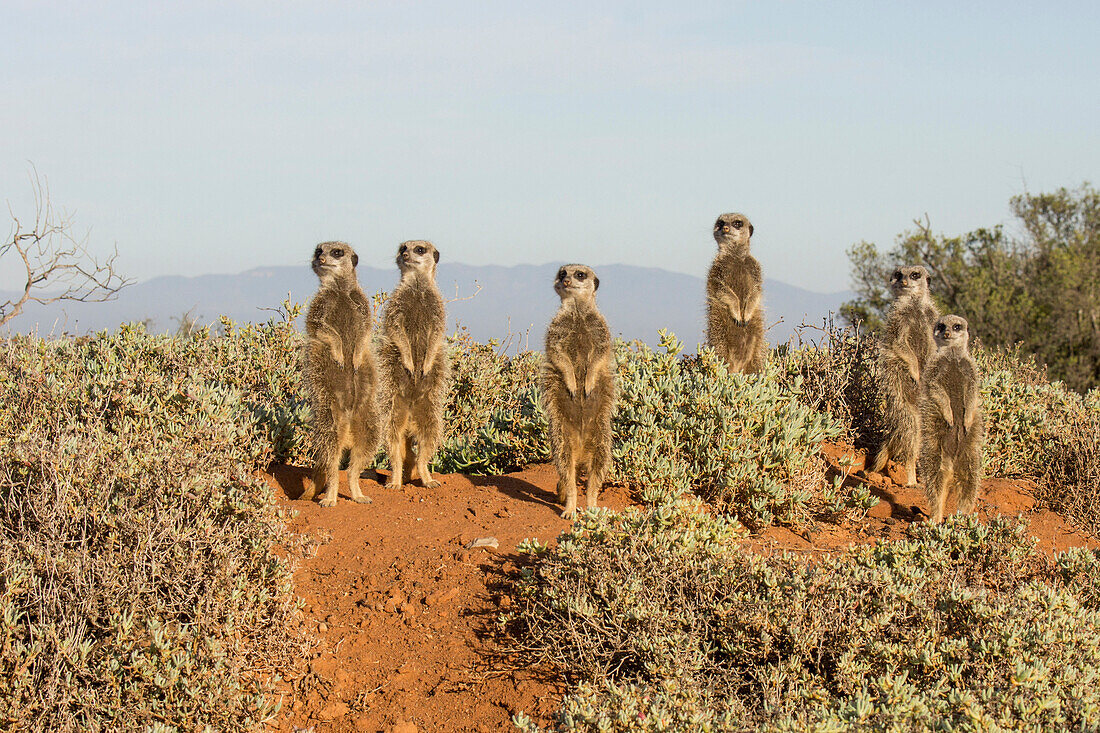 Meerkat (Suricata suricatta) group on guard, South Africa