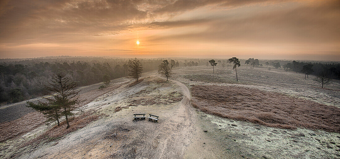 Heathland at sunrise, De Maasduinen National Park, Netherlands