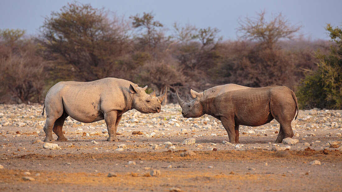 Black Rhinoceros (Diceros bicornis) males facing off, Etosha National Park, Namibia
