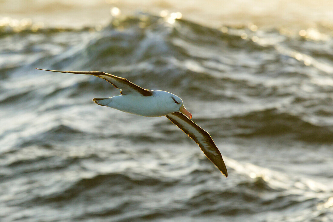 Black-browed Albatross (Thalassarche melanophrys) flying, South Georgia Island