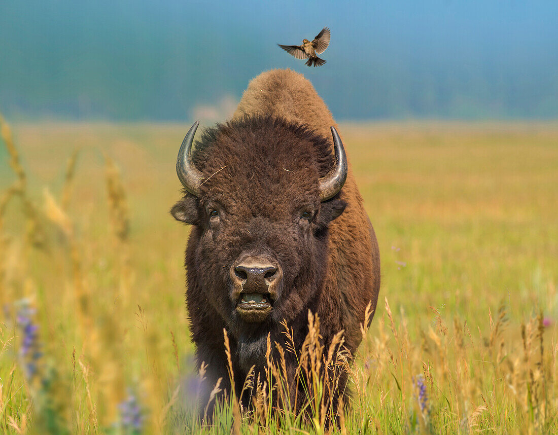 American Bison (Bison bison) bull with landing female Brown-headed Cowbird (Molothrus ater), Grand Teton National Park, Wyoming