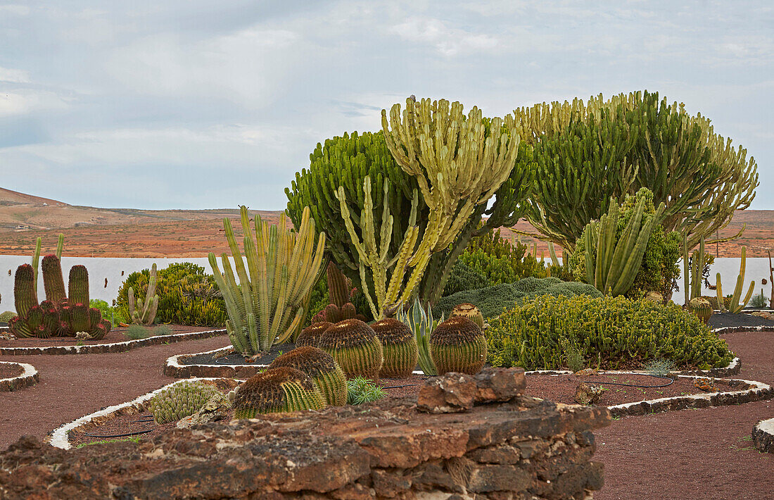 Kakteengarten im Freilichtmuseum Museo del Queso Majorero, Antigua, Fuerteventura, Kanaren, Kanarische Inseln, Islas Canarias, Atlantik, Spanien, Europa