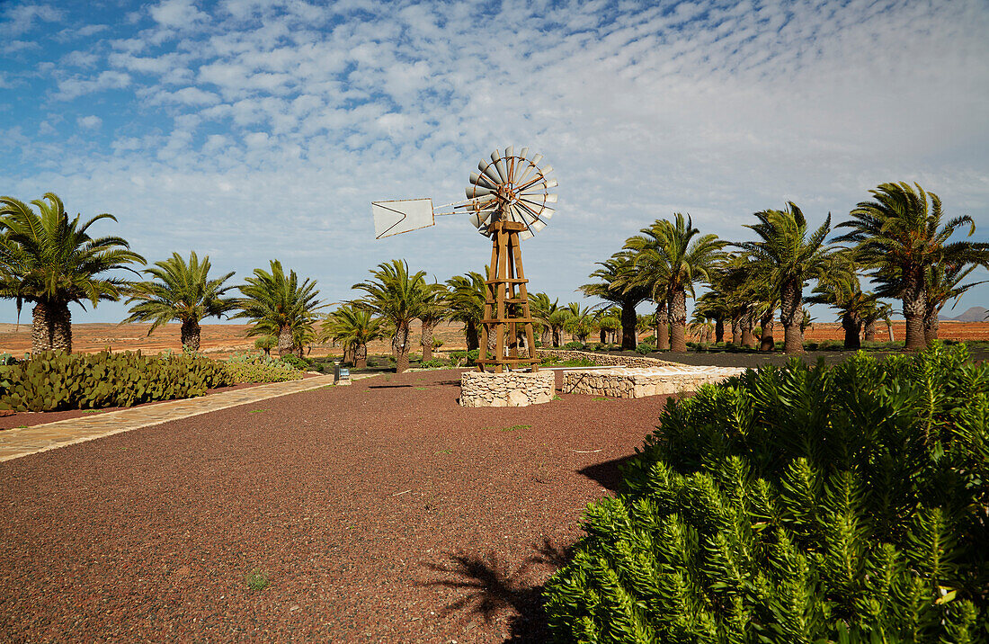 Palm trees and Well and water wheel at the museum Museo del Queso Majorero and Molino de Antigua at Antigua, Fuerteventura, Canary Islands, Islas Canarias, Atlantic Ocean, Spain, Europe