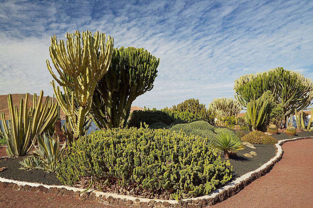 Kakteengarten im Freilichtmuseum Museo del Queso Majorero, Antigua, Fuerteventura, Kanaren, Kanarische Inseln, Islas Canarias, Atlantik, Spanien, Europa