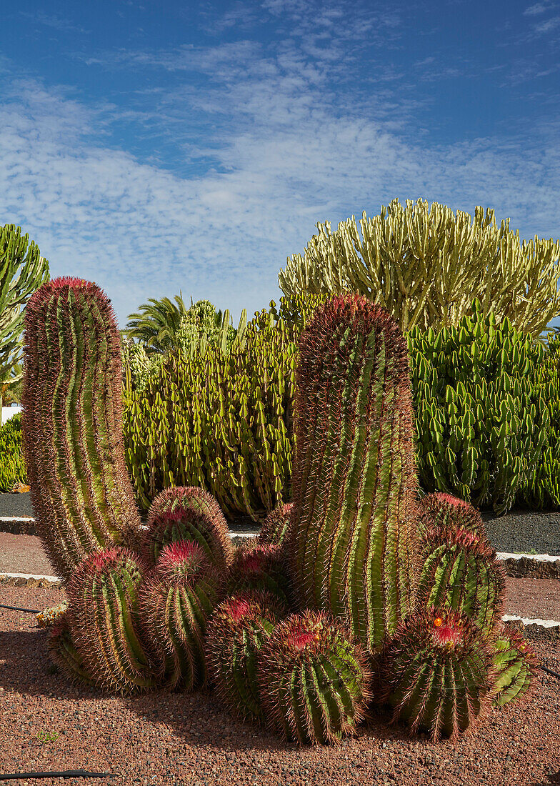 Kakteengarten im Freilichtmuseum Museo del Queso Majorero, Antigua, Fuerteventura, Kanaren, Kanarische Inseln, Islas Canarias, Atlantik, Spanien, Europa