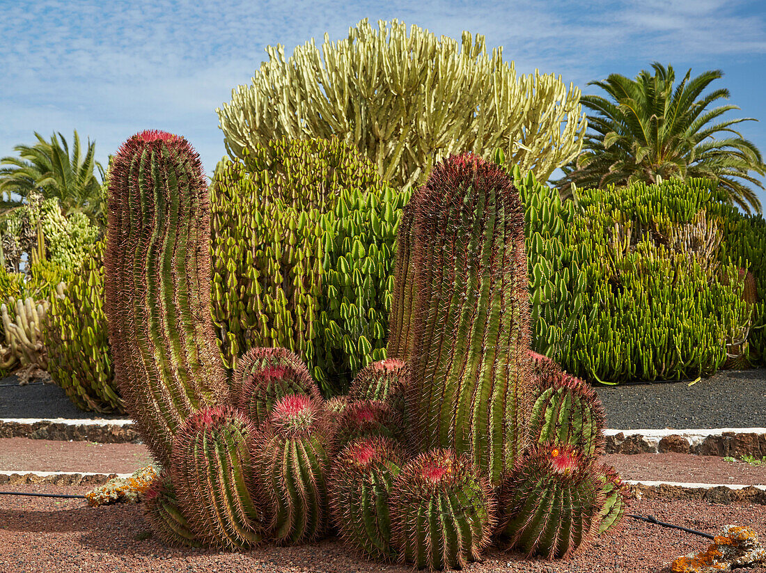 Kakteengarten im Freilichtmuseum Museo del Queso Majorero, Antigua, Fuerteventura, Kanaren, Kanarische Inseln, Islas Canarias, Atlantik, Spanien, Europa