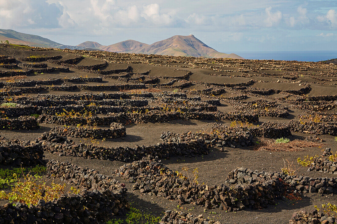 Weinbaugebiet La Geria am Fuß der Feuerberge, Lanzarote, Kanaren, Kanarische Inseln, Islas Canarias, Spanien, Europa