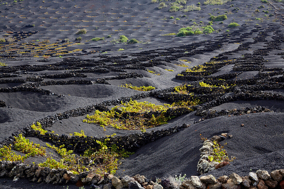 Weinbaugebiet La Geria am Fuß der Feuerberge, Lanzarote, Kanaren, Kanarische Inseln, Islas Canarias, Spanien, Europa