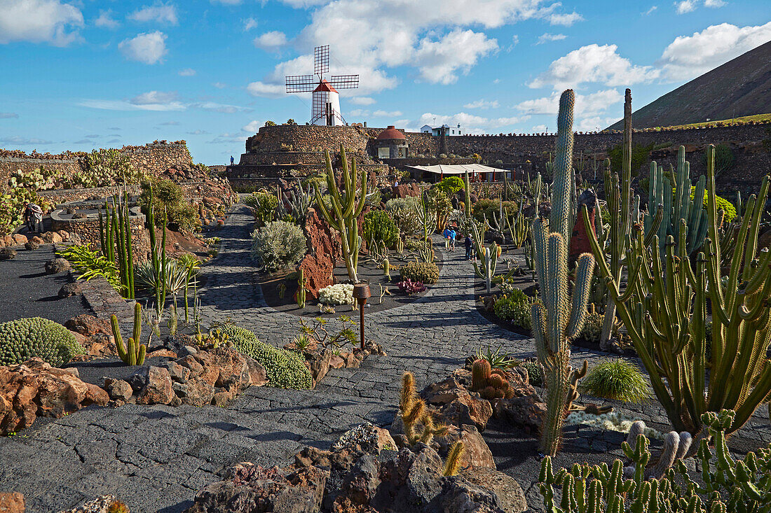 Kaktusgarten bei Guatiza, Jardín de Cactus, César Manrique, Lanzarote, Kanaren, Kanarische Inseln, Islas Canarias, Spanien, Europa