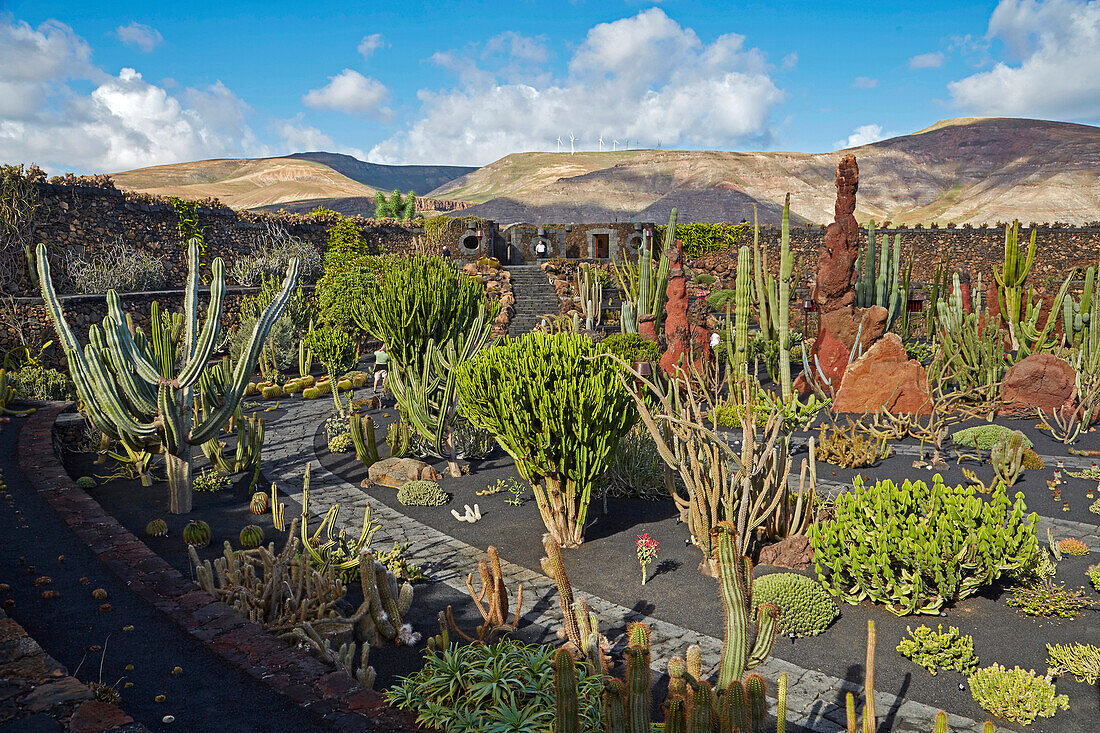 Cactus garden near Guatiza, Jardín de Cactus, César Manrique, Lanzarote, Canary Islands, Islas Canarias, Spain, Europe