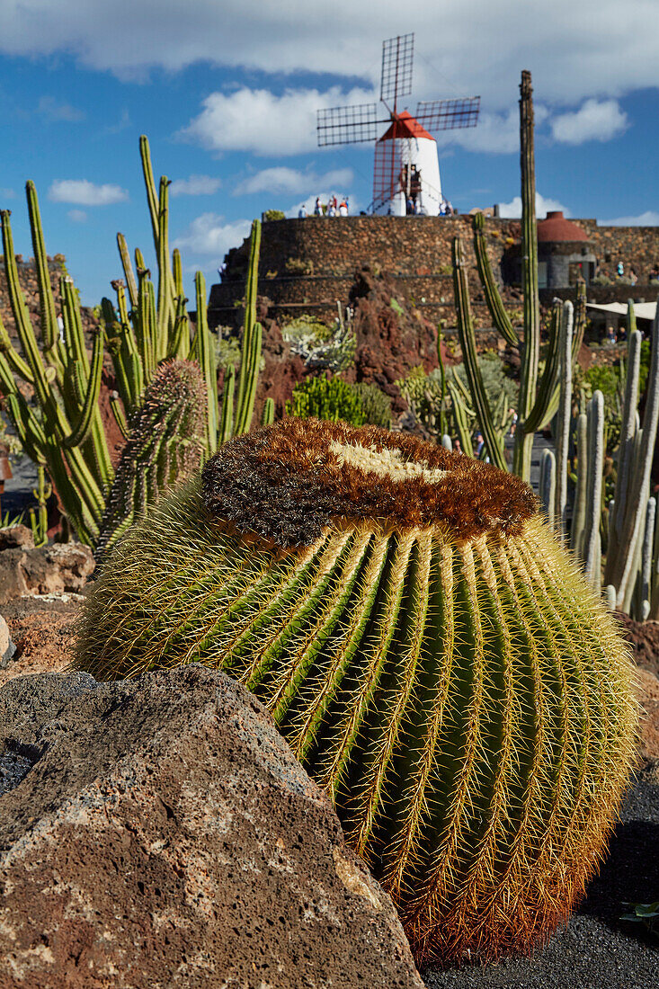 Cactus garden near Guatiza, Jardín de Cactus, César Manrique, Lanzarote, Canary Islands, Islas Canarias, Spain, Europe