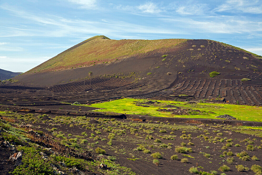 Wine growing area La Geria at the foot of the Montanas del Fuego de Timanfaya, Lanzarote, Canary Islands, Islas Canarias, Spain, Europe