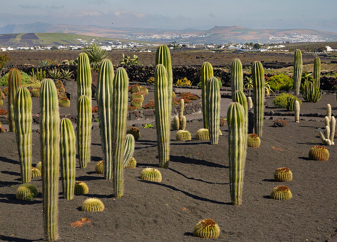 Kakteen bei den Bodegas El Grifo im Weinbaugebiet bei Masdache, Lanzarote, Kanaren, Kanarische Inseln, Islas Canarias, Spanien, Europa