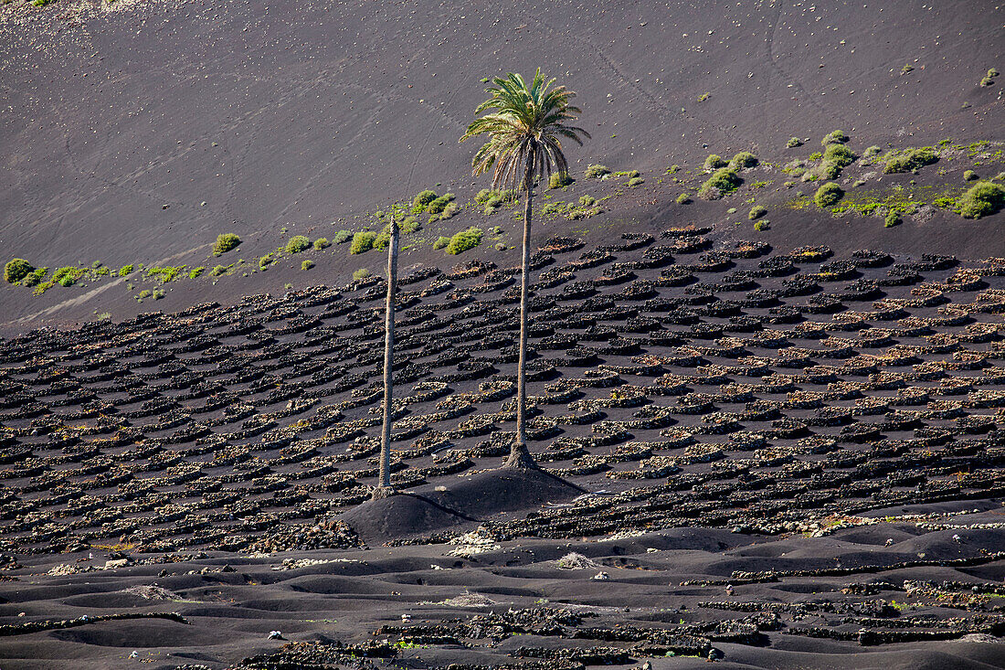 Weinbaugebiet La Geria am Fuß der Feuerberge, Lanzarote, Kanaren, Kanarische Inseln, Islas Canarias, Spanien, Europa